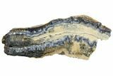 Mammoth Molar Slice With Case - South Carolina #144336-1